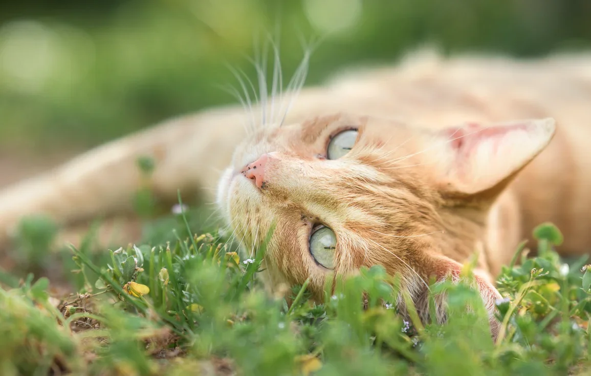 Cat Lindo in our Garden, Andalucia, Spain.