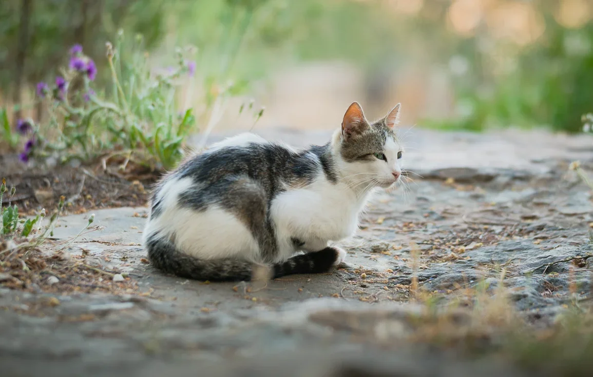 Street Cat at Cimetière Sidi Amar, Tangier, Morocco.