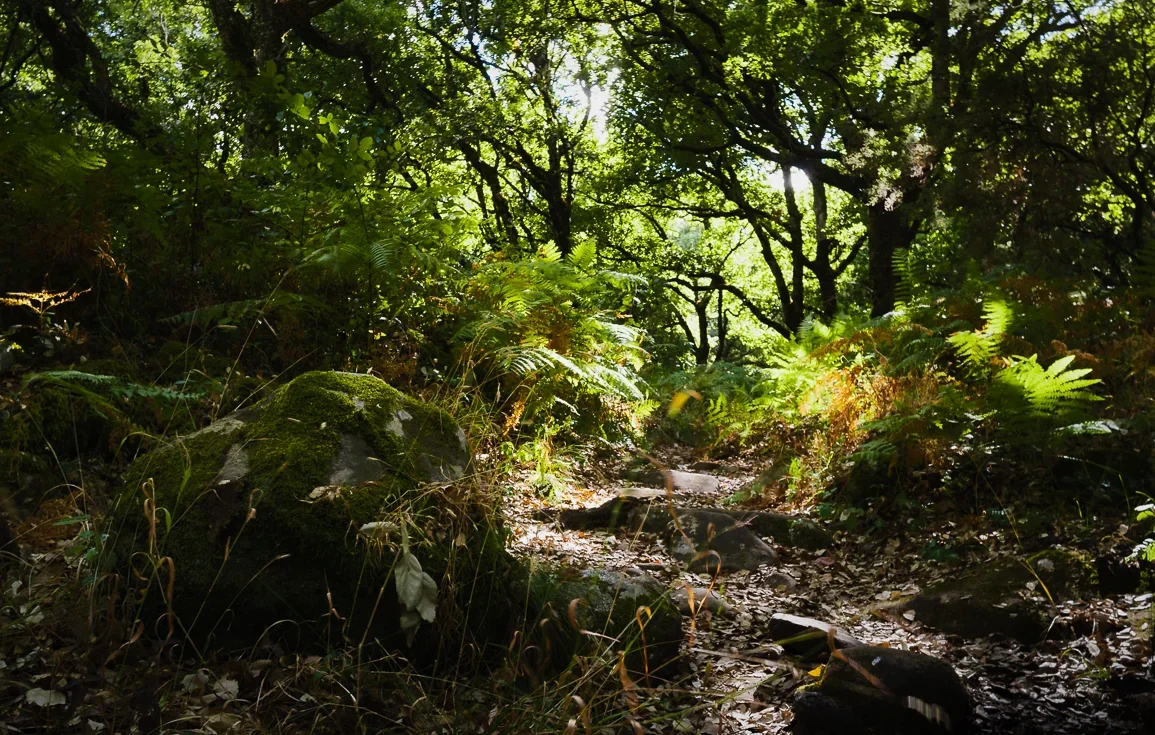El Aljibe Track from La Sauceda, Los Alcornocales Natural Park, Andalucia, Spain