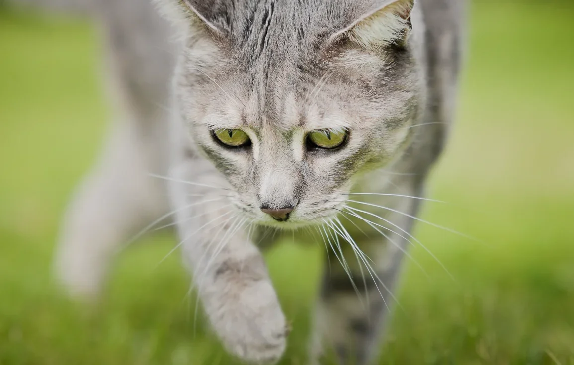 cat-mollie-garden-andalucia-spain.webp