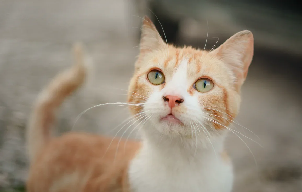 street-cat-arcos-de-la-frontera-andalucia-spain