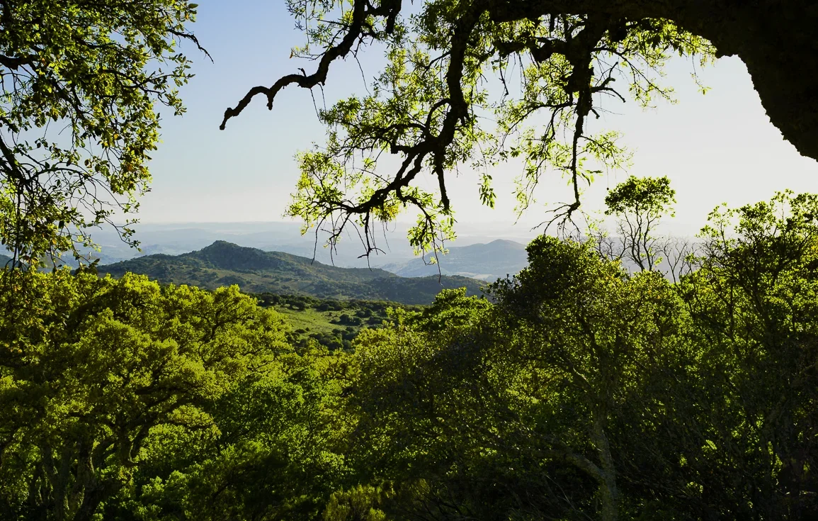 view-picacho-track-alcornocales-natural-park-andalucia-spain.webp