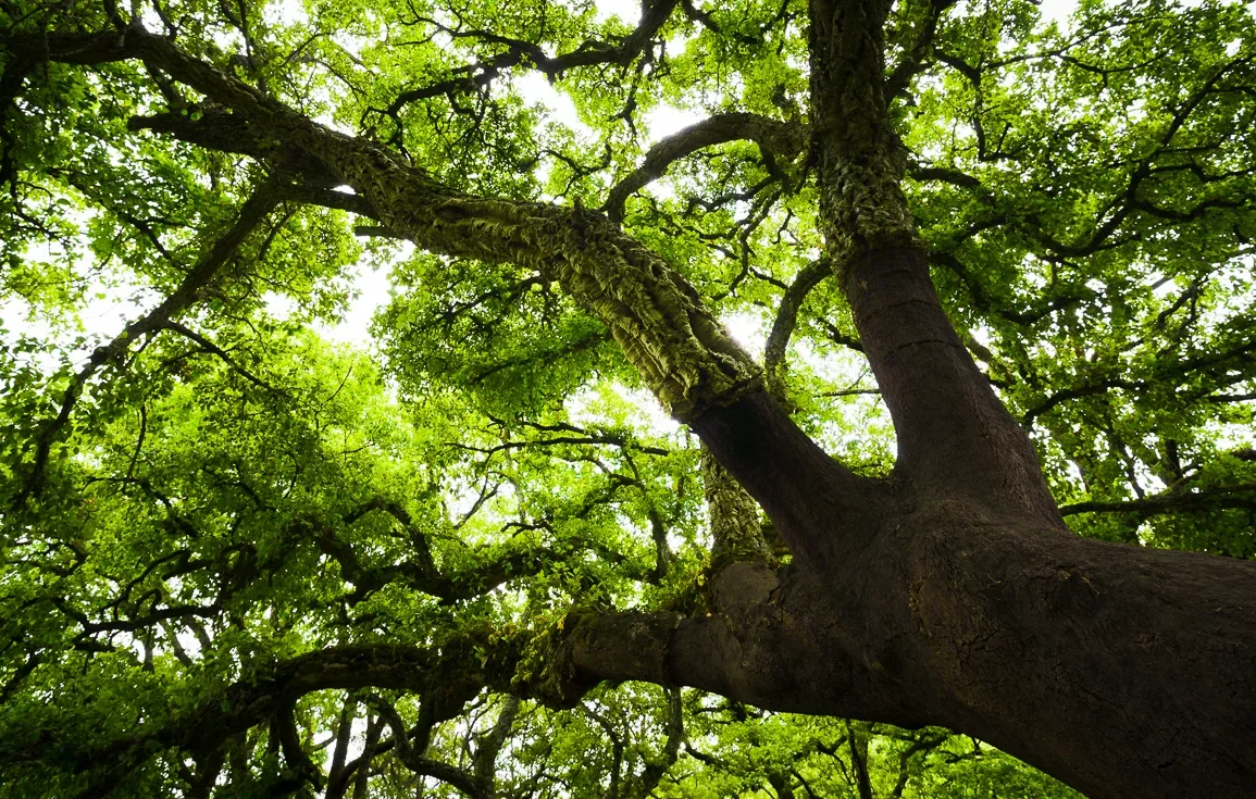 Cork Oak on El Aljibe Track from La Sauceda, Los Alcornocales Natural Park, Andalucia, Spain.