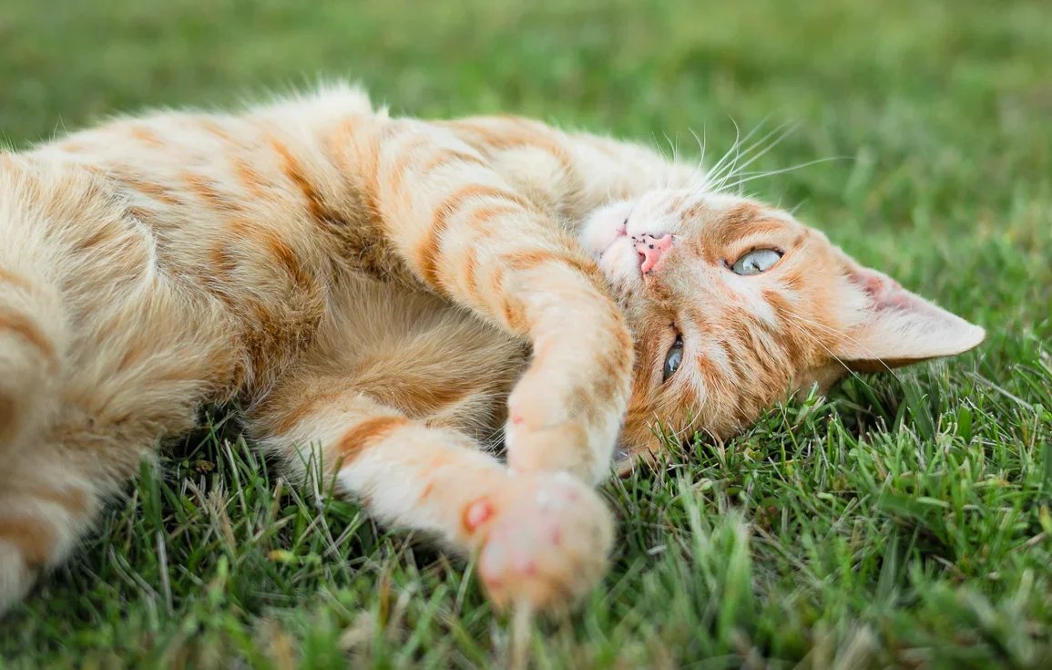 cat-lindo-garden-andalucia-spain.webp