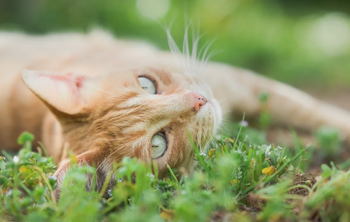 cat-lindo-garden-andalucia-spain.webp