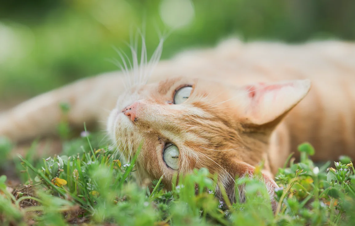 cat-lindo-garden-andalucia-spain-2.webp