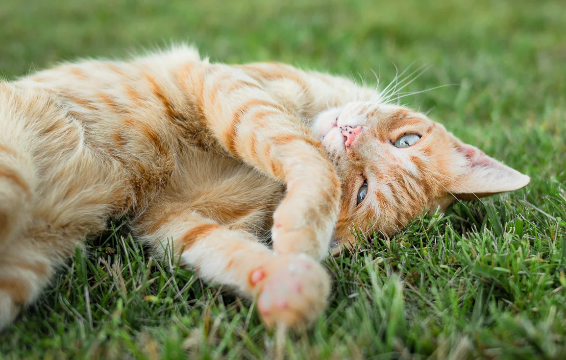cat-lindo-garden-andalucia-spain.webp