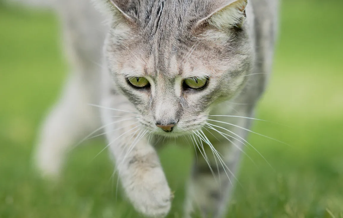 cat-mollie-garden-andalucia-spain-2-1 cat-mollie-garden-andalucia-spain-2-1