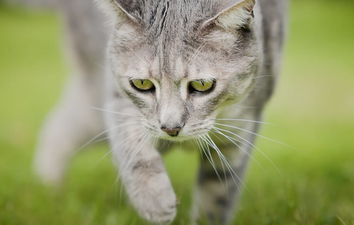 cat-mollie-garden-andalucia-spain.webp