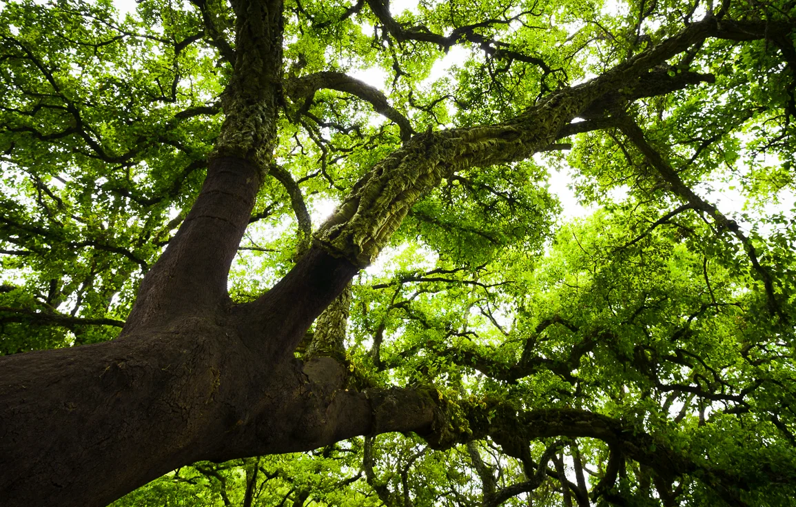 cork-oak-aljibe-track-alcornocales-natural-park-andalucia-spain.webp
