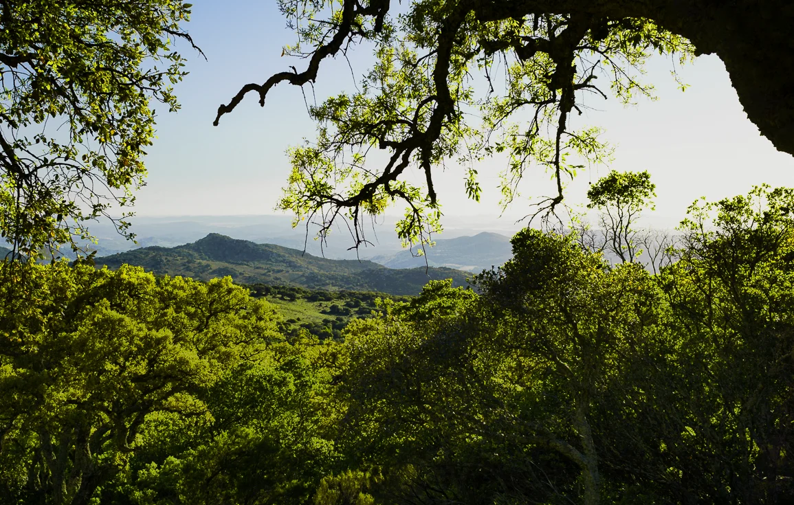 view-picacho-track-alcornocales-natural-park-andalucia-spain.webp