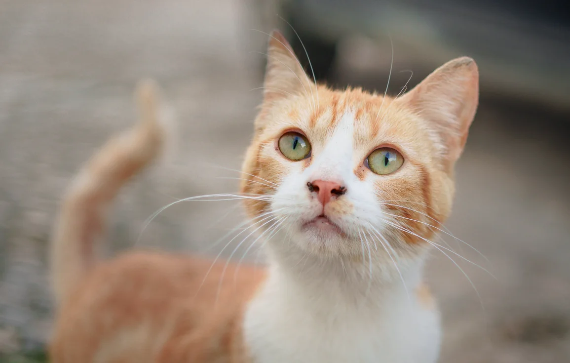 street-cat-arcos-de-la-frontera-andalucia-spain