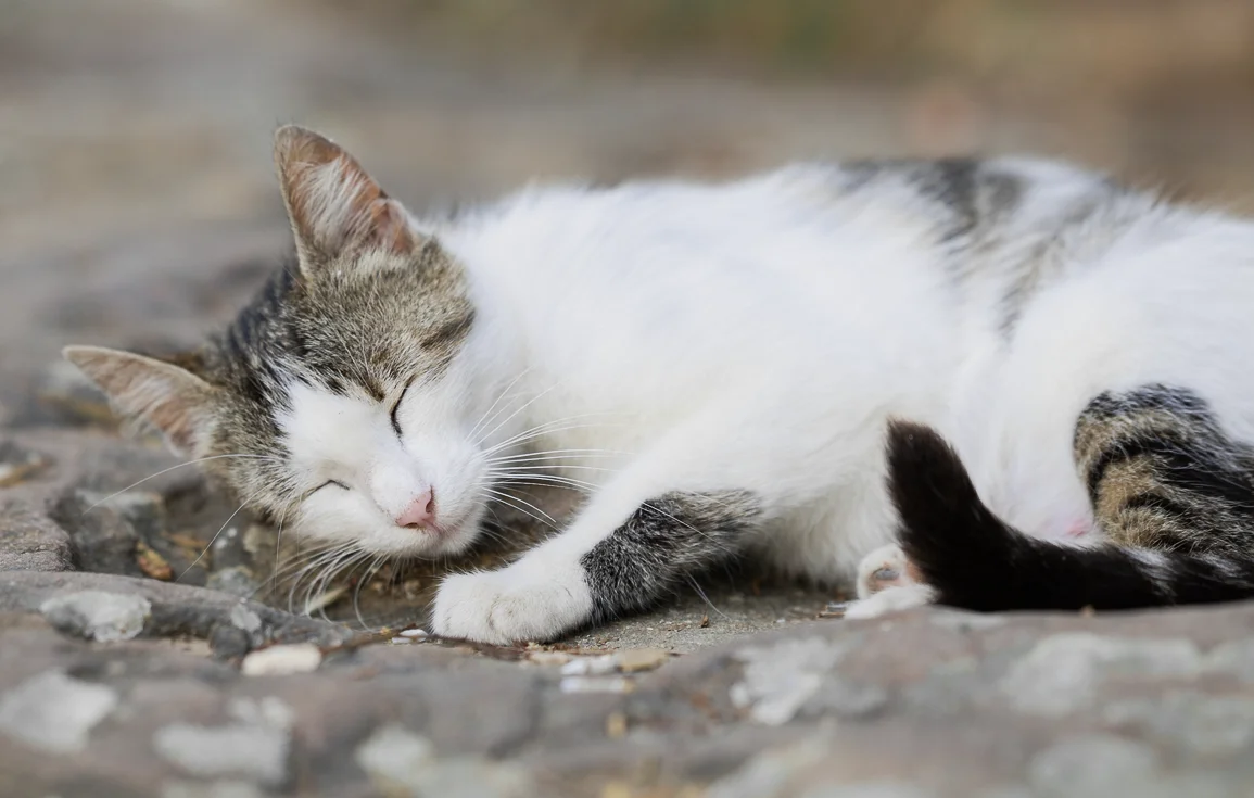 street-cat-cimetiere-sidi-amar-tangier-morocco.webp