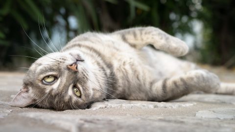 Cat Mollie in our Garden, Andalucia, Spain.