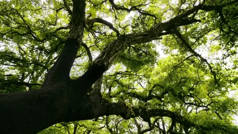 Cork Oak on El Aljibe Track from La Sauceda, Los Alcornocales Natural Park, Andalucia, Spain