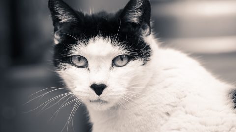 Street Cat, Cádiz, Andalucia, Spain