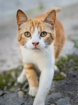 Street Cats, Arcos de la Frontera, Andalucia, Spain